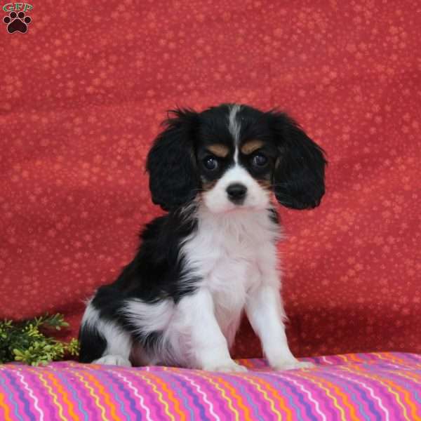 Raspberry, Cavalier King Charles Spaniel Puppy